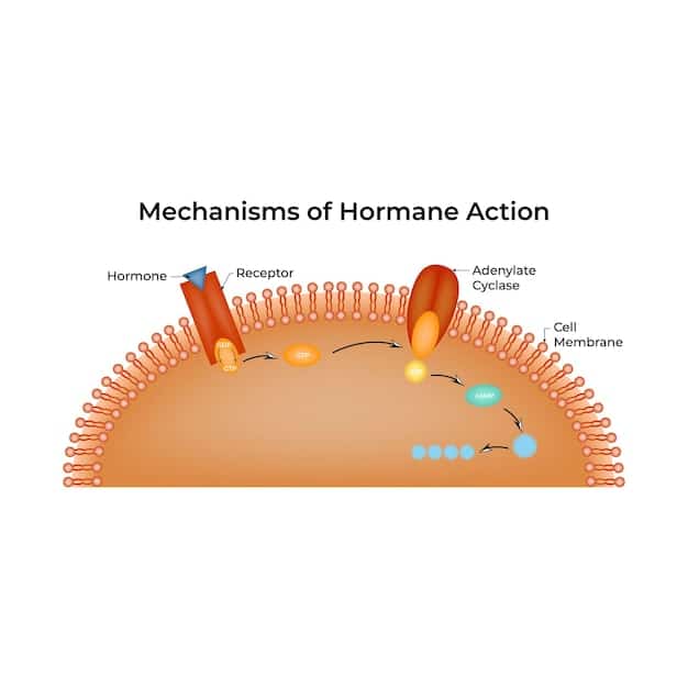 A diagram illustrating the process of testosterone converting into DHT via the 5-alpha reductase enzyme and how finasteride inhibits this process.