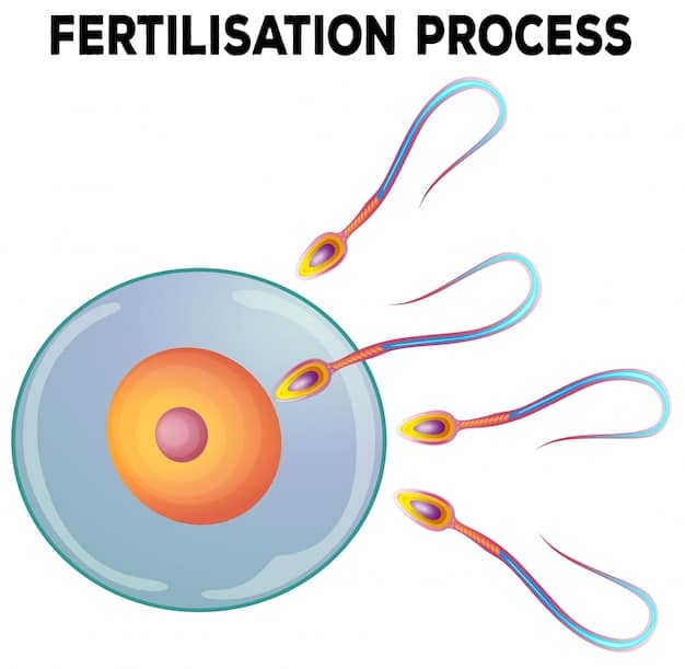 A diagram illustrating the different parts of a sperm cell (head, midpiece, tail) and examples of normal and abnormal sperm morphology. The diagram is clear and scientifically accurate.