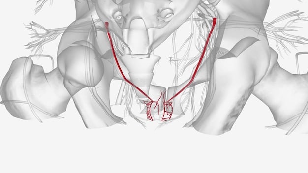 Anatomical drawing of the penis highlighting the corpora cavernosa and corpus spongiosum, with arrows indicating the flow of blood during an erection, contrasted with an image of enhancement pills and a big question mark.