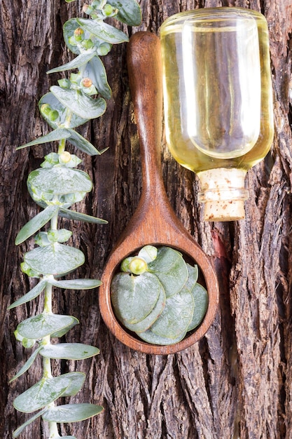 A collage of images showcasing key beard oil ingredients: jojoba oil, argan oil, tea tree oil, and aloe vera.
