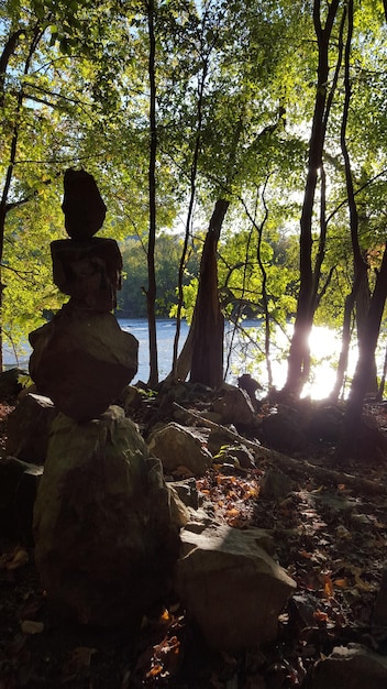 A man meditating outdoors in a serene forest setting, radiating calmness and peace, interspersed with sunlight.