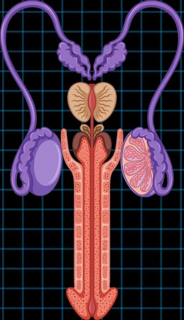 An anatomical illustration of the male urinary system, clearly showing the prostate gland and its location relative to the bladder and urethra. The illustration highlights the compression of the urethra due to prostate enlargement.