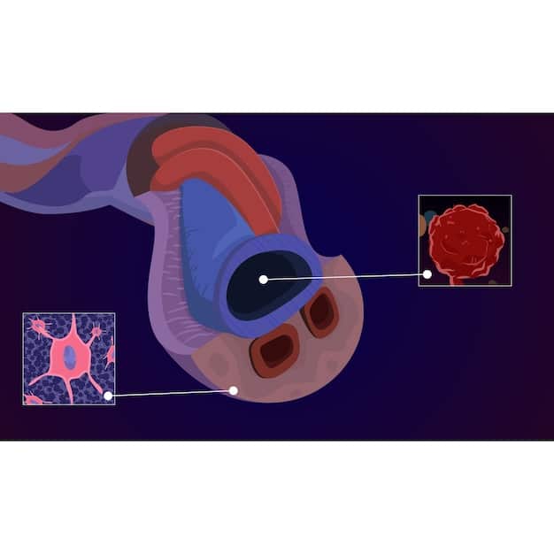 An illustration depicting the male reproductive system with the prostate highlighted, showing the nerves and structures potentially affected by prostate cancer treatments.