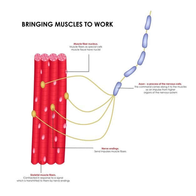 A detailed anatomical illustration showing muscle fibers with a focus on repair and growth processes, subtly highlighting the role of protein molecules in the rebuilding phase.