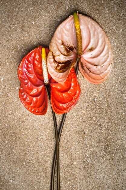 A detailed diagram of the human liver and kidneys, highlighting their functions in filtering blood and processing waste, with labels indicating their primary roles in natural detoxification.