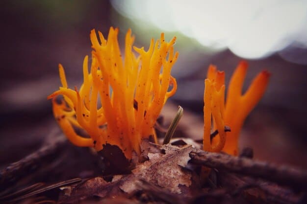 A close-up shot of dried Cordyceps Militaris fungi, showcasing their vibrant orange color and unique elongated structure, possibly on a rustic wooden surface, highlighting their natural origin.
