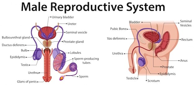 A detailed, clear diagram illustrating the male reproductive system, highlighting the prostate gland's location and its relation to surrounding nerves and vessels.