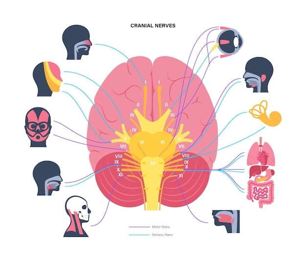 A graphic illustrating the hormonal pathways and neurotransmitter interactions in the brain related to testosterone levels and mood regulation. The image represents the scientific understanding of how testosterone influences mental health, particularly in the context of mood disorders like depression and anxiety, emphasizing the complexities of The Truth About Testosterone and Mental Health: Separating Fact from Fiction in 2025.