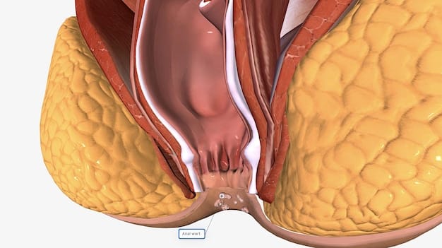 A colored illustration of a cross-section of the penis, clearly showing the plaque formation characteristic of Peyronie's disease within the tunica albuginea. The illustration highlights the distortion and curvature caused by the plaque, relating to The Latest Research on Peyronie's Disease: Treatment Options and Outcomes.