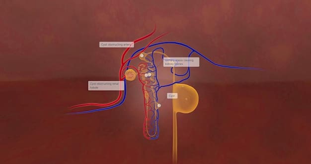 Diagram illustrating the physiological process of an erection, showing blood flow to the penis and the role of nerve signals. Useful for 'Understanding the Male Anatomy: A Visual Guide to Sexual Function and Health' by highlighting the mechanics of sexual function.